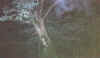 trepfog.jpg (59085 bytes)
